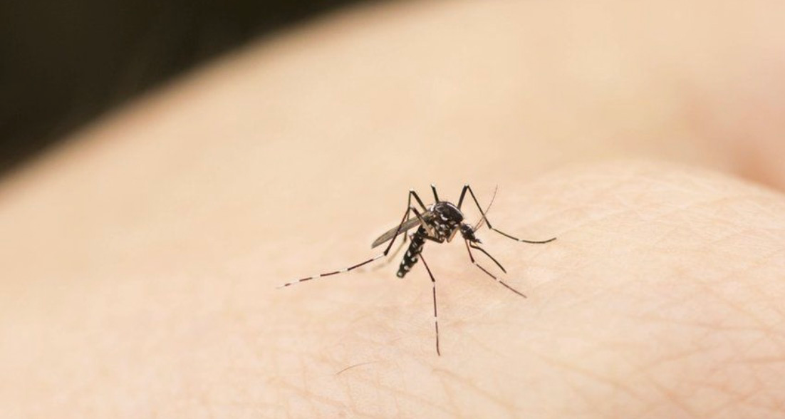 Quelles sont les causes de l’augmentation des moustiques et comment l’éviter ?