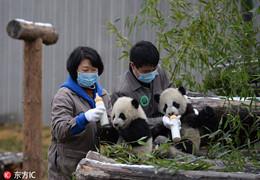 Panda de Chine