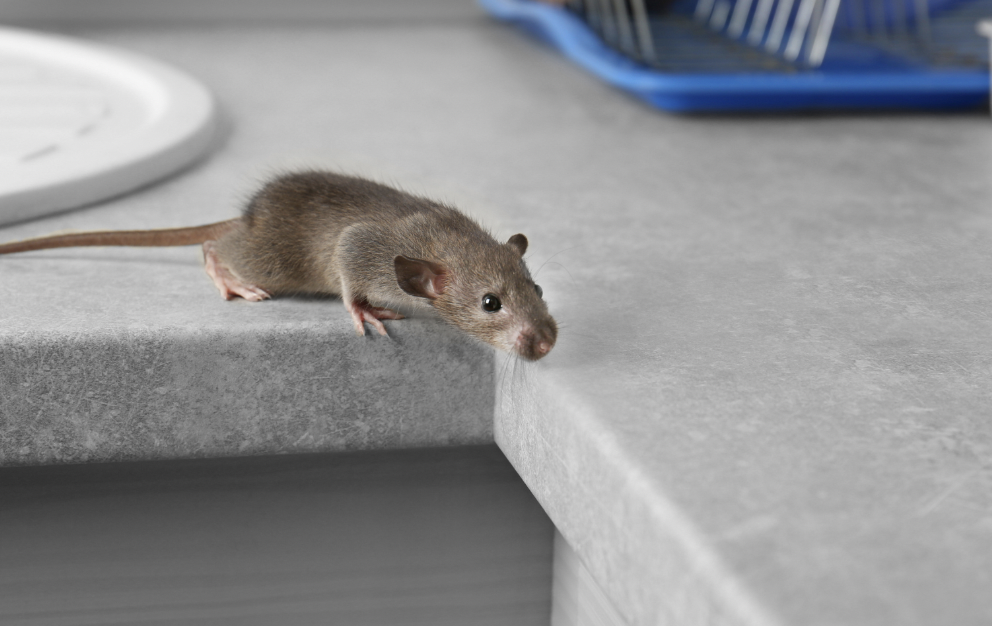 Comment fonctionne le piège à colle pour souris