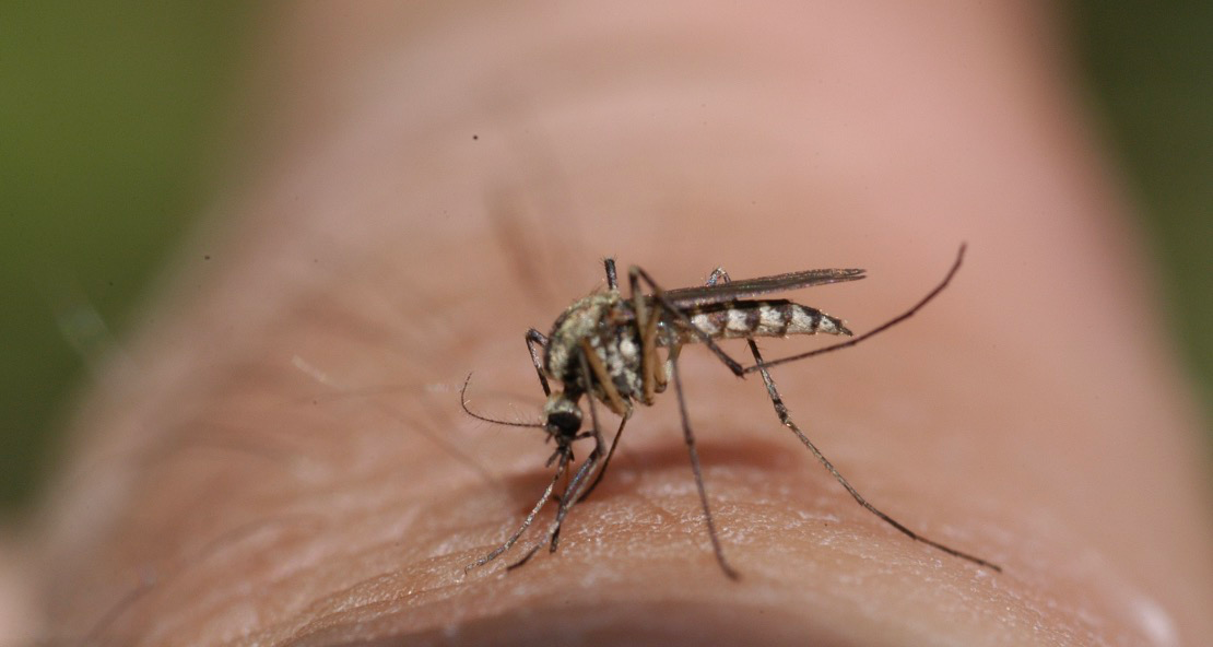 Pourquoi les moustiques habitent-ils fréquemment les régions tropicales ?
